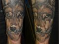 wolf